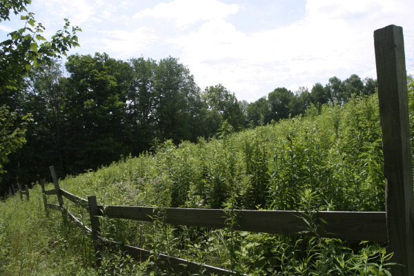 Ithaca20040070-3
