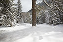 Xmas2008002