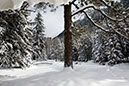 Xmas2008006